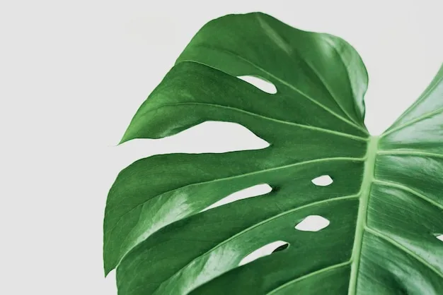 Comment prendre soin de votre Monstera pour la garder belle et en pleine santé