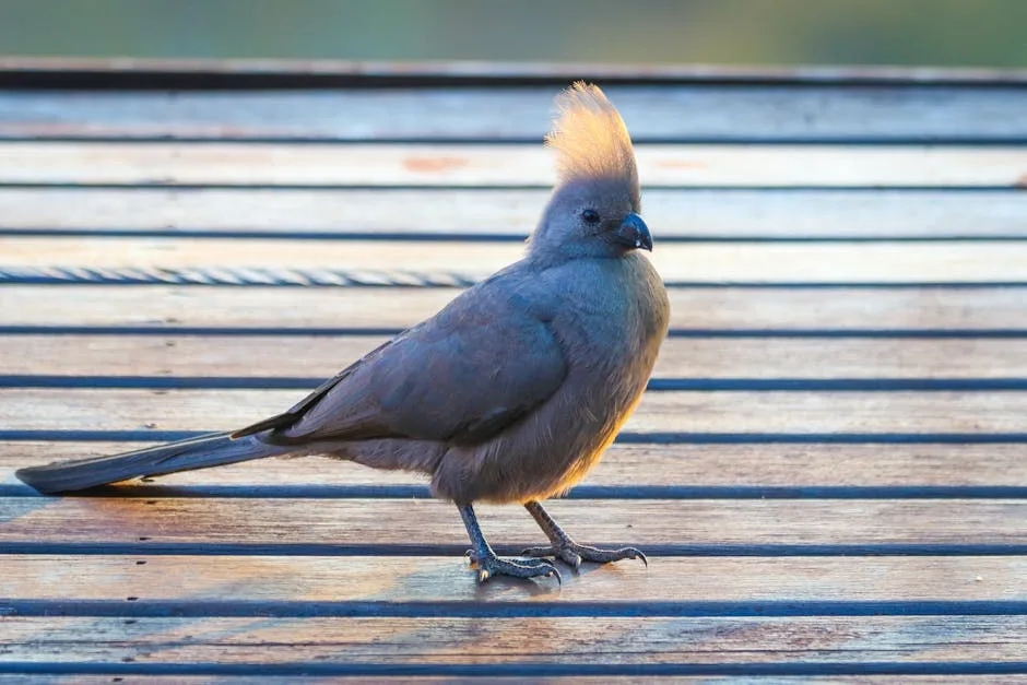 Aménager sa terrasse éco-responsable