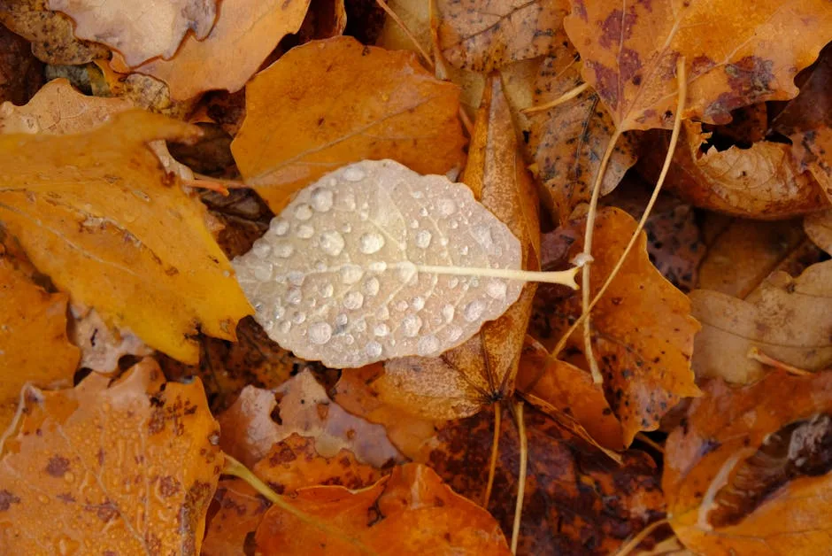 Comment choisir un déshumidificateur efficace ?