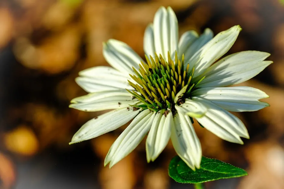 Jardin et développement durable : conseils pratiques