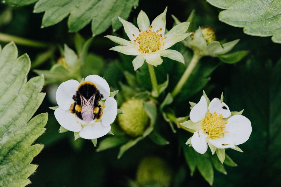 Favoriser la biodiversité dans votre jardin