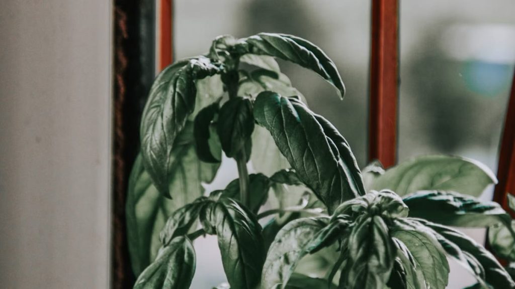 Plantes d’intérieur écoresponsables 2026 : le guide complet