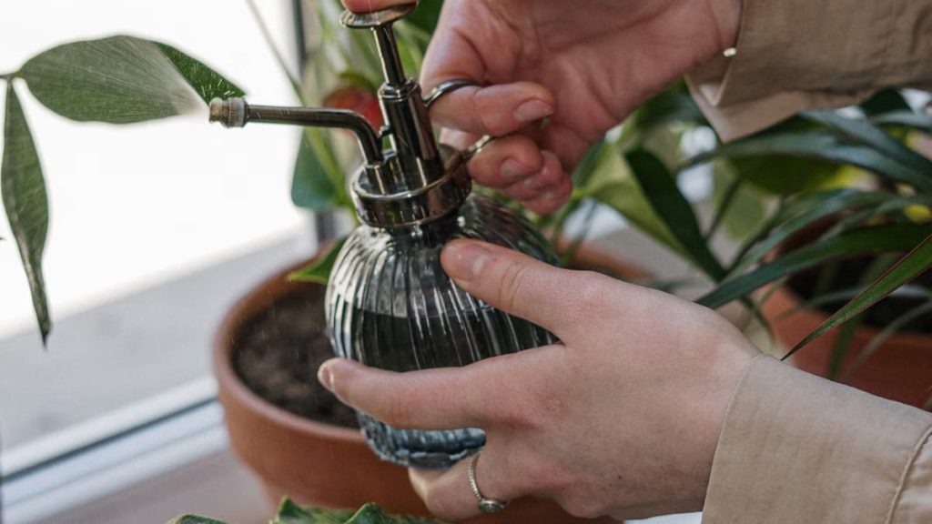 Plantes d’intérieur urbaines 2026 : le guide pour réussir