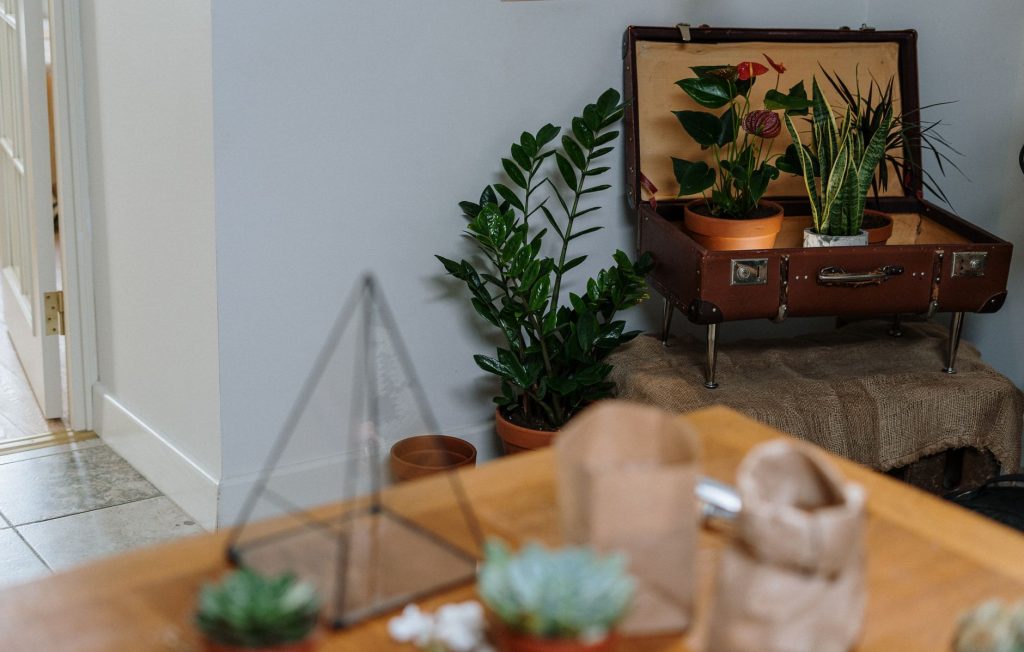 Jardin sec, valise légère : ce que mes plantes m’ont appris sur les voyages